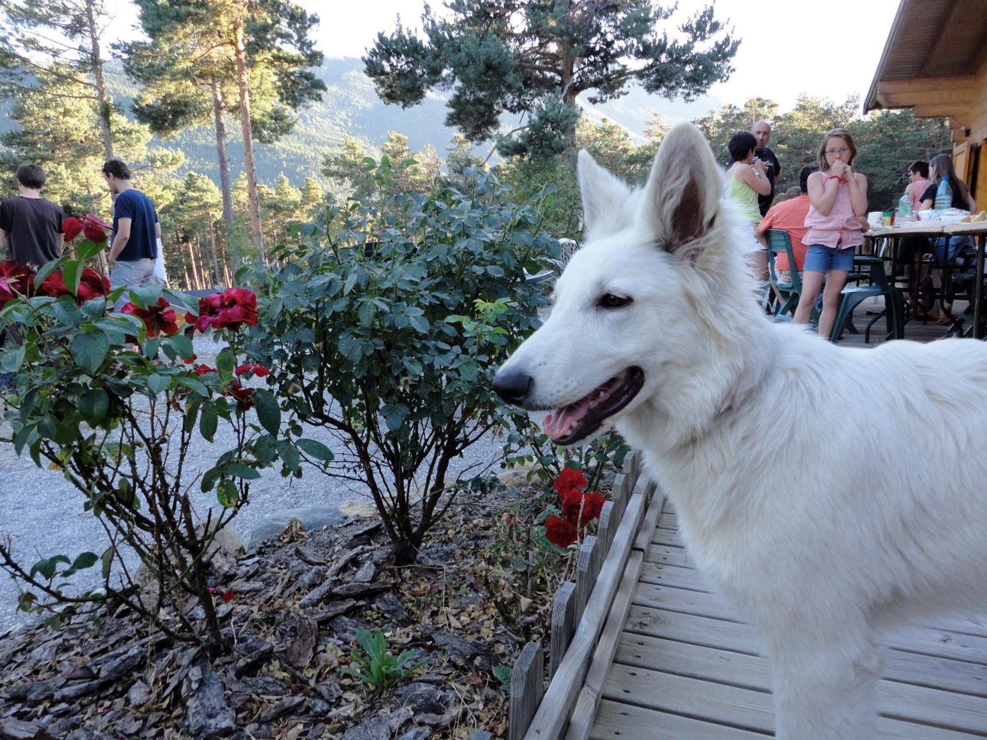 Parc Residentiel De Loisir : Le Loup Blanc Du Riou Hotel Barcelonnette Exterior foto