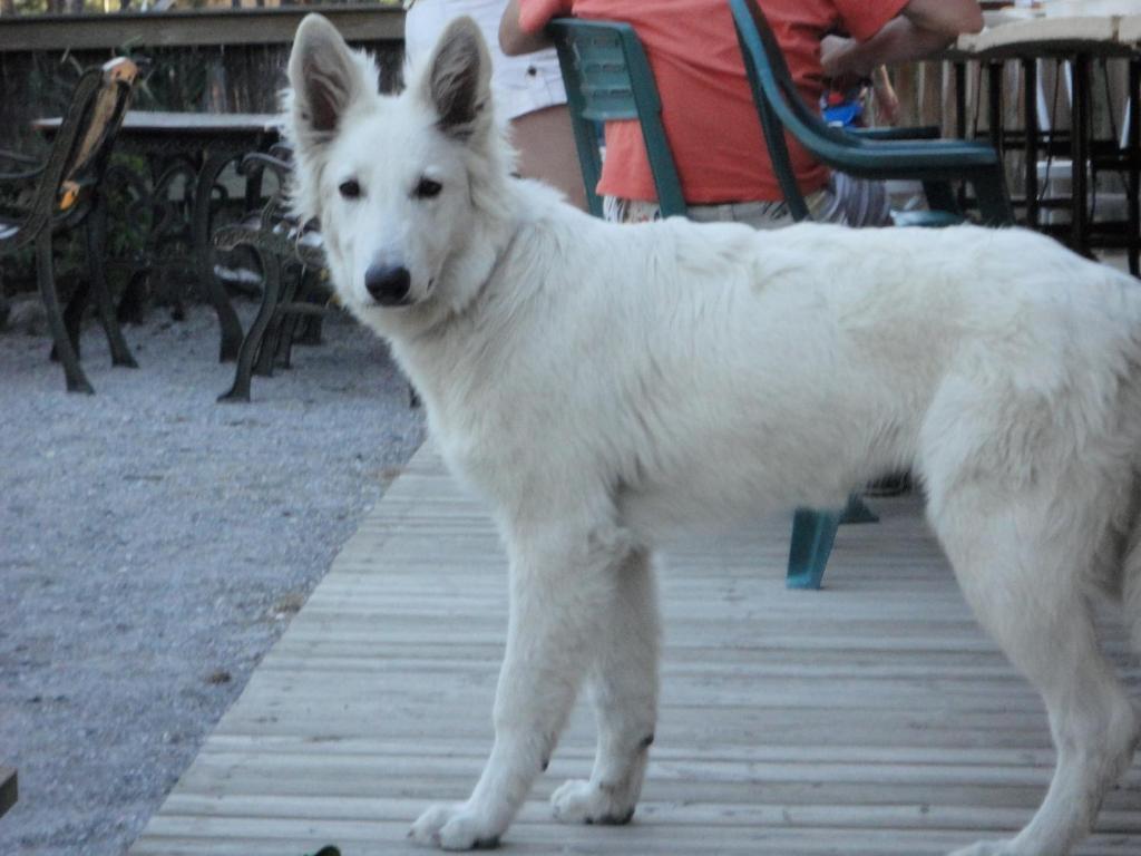 Parc Residentiel De Loisir : Le Loup Blanc Du Riou Hotel Barcelonnette Exterior foto